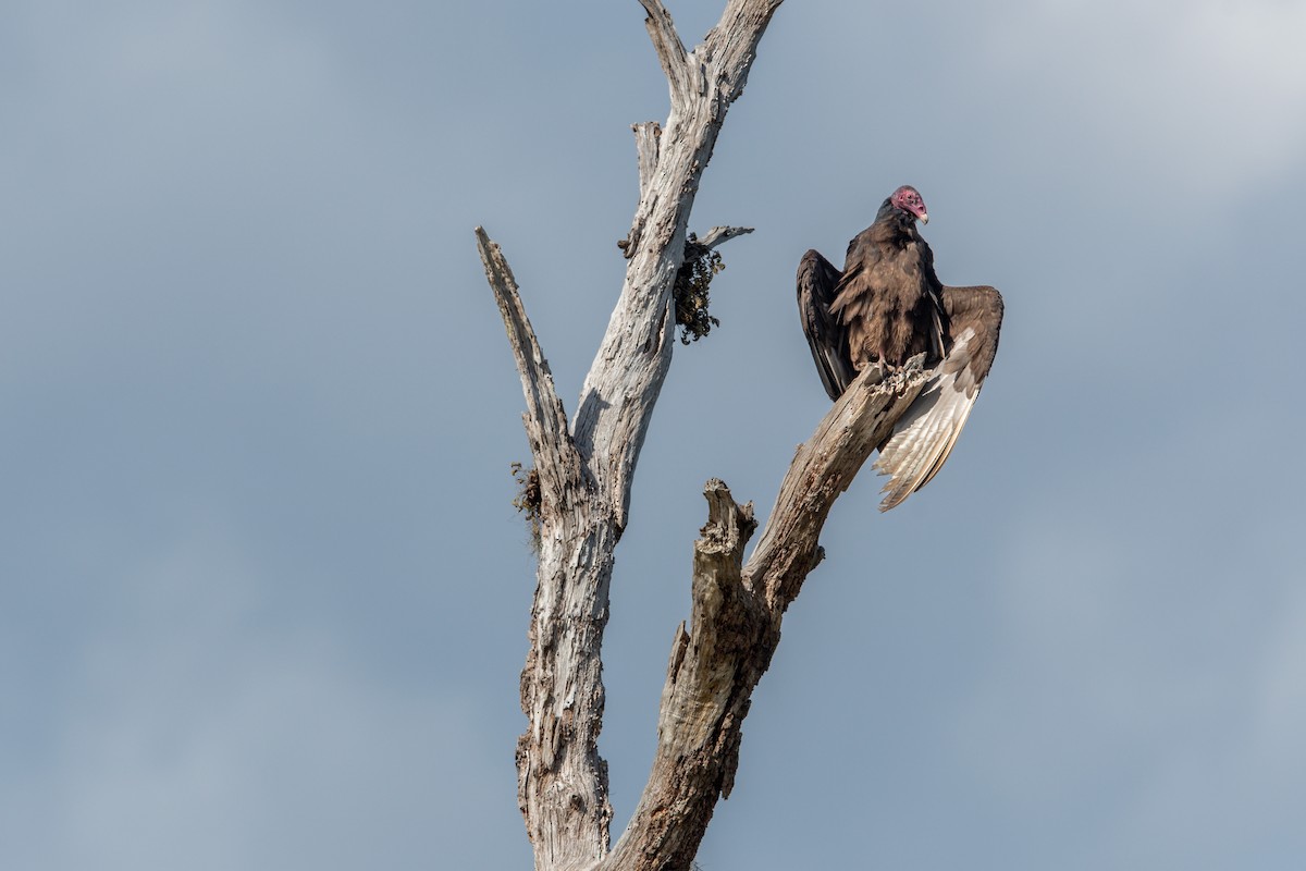 Turkey Vulture - ML550210331