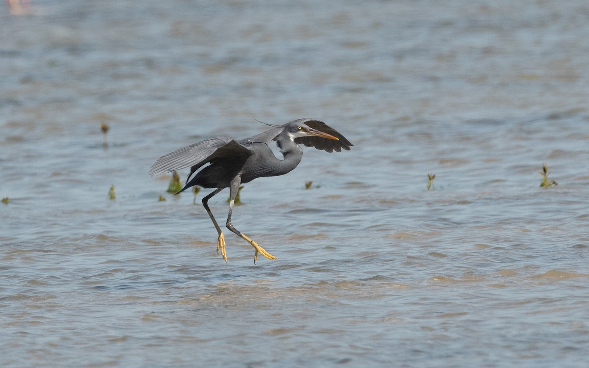 Western Reef-Heron - ML550211451