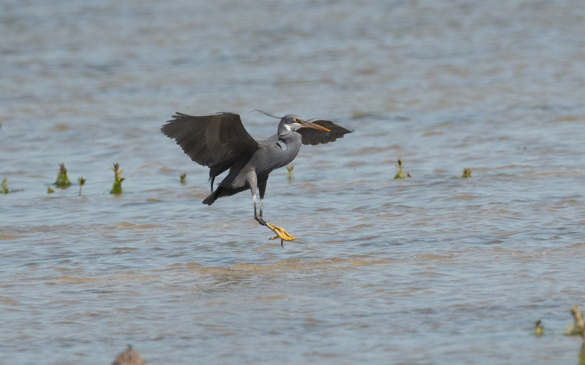 Western Reef-Heron - ML550211461