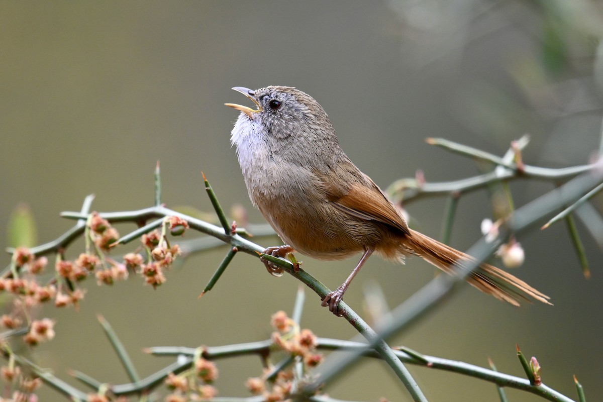 Rufous-tailed Babbler - ML550212621