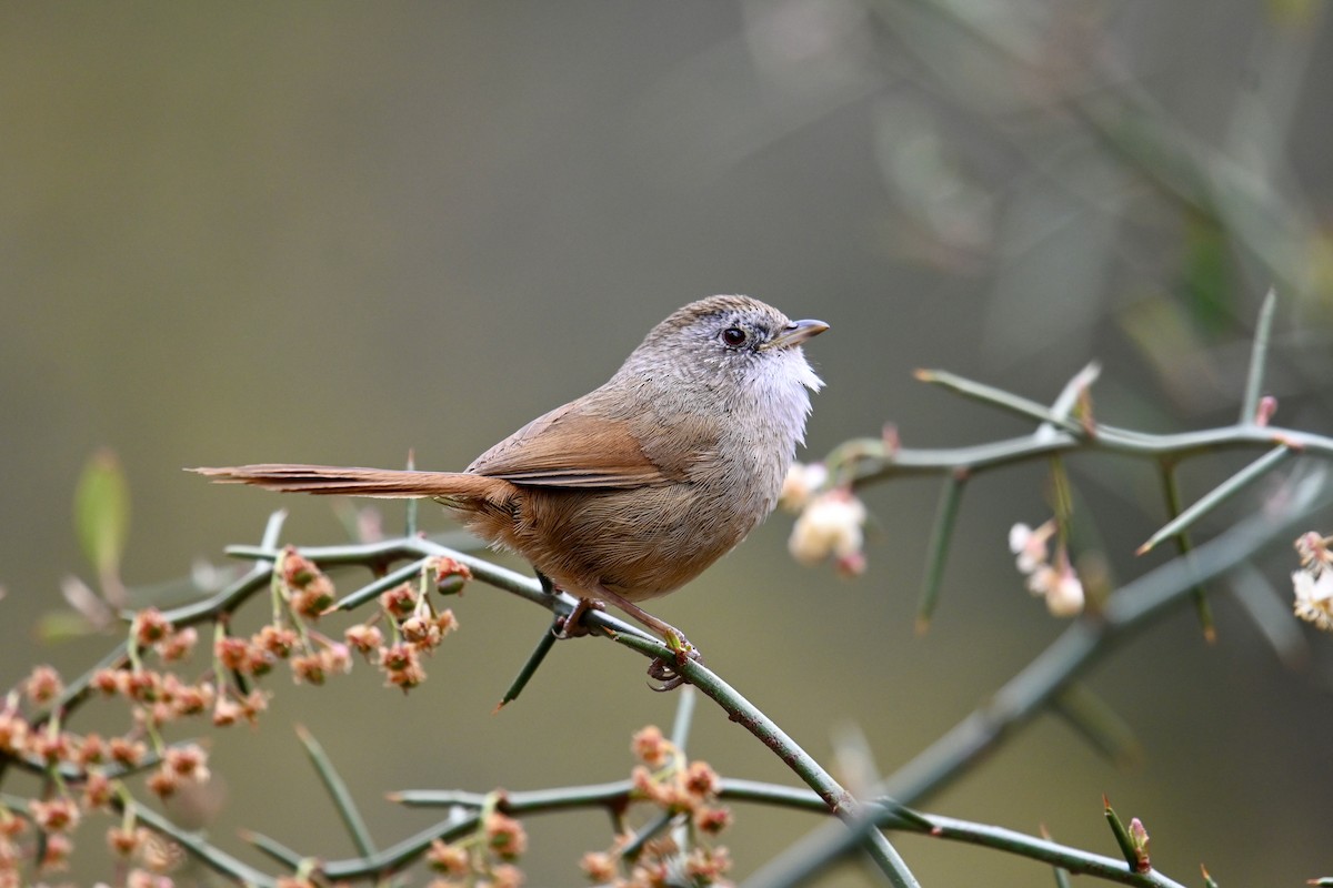 Rufous-tailed Babbler - ML550212781