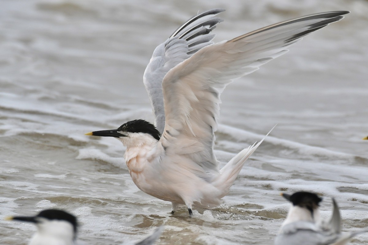 Sandwich Tern - Kate Derbyshire