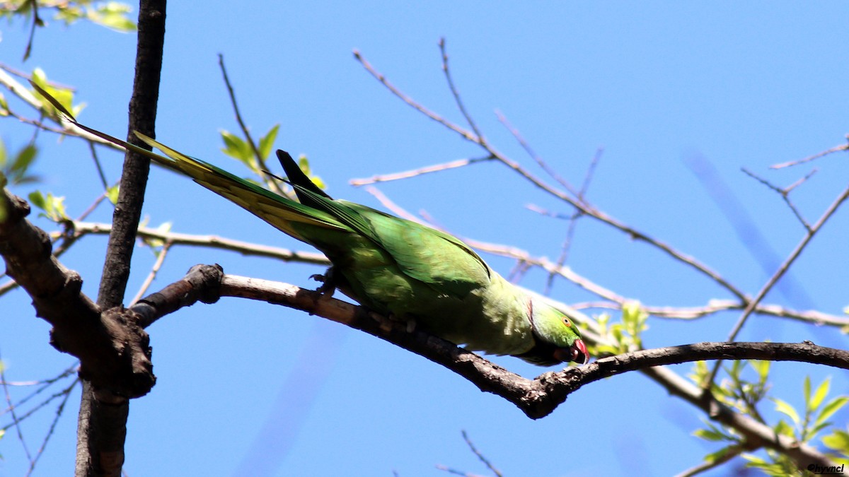 Yeşil Papağan - ML55021341
