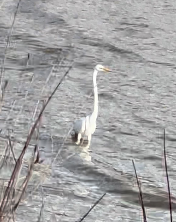 Great Egret - Dan Jones