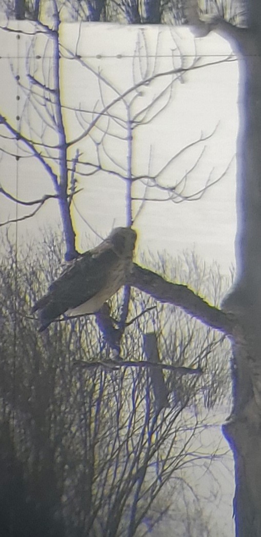 Red-shouldered x Red-tailed Hawk (hybrid) - ML550215531