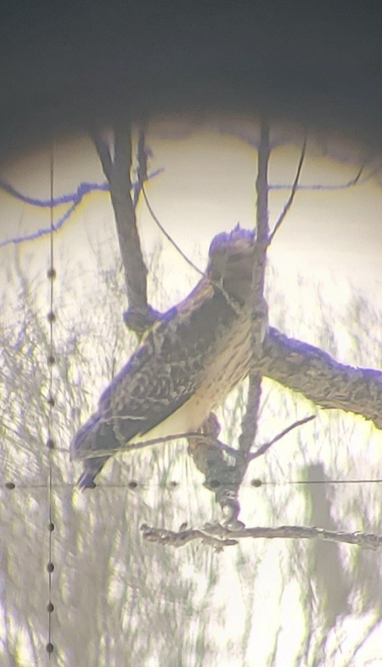 Red-shouldered x Red-tailed Hawk (hybrid) - ML550215611