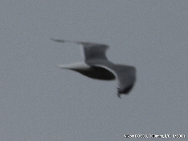 Common Gull - Laurenske Sierkstra