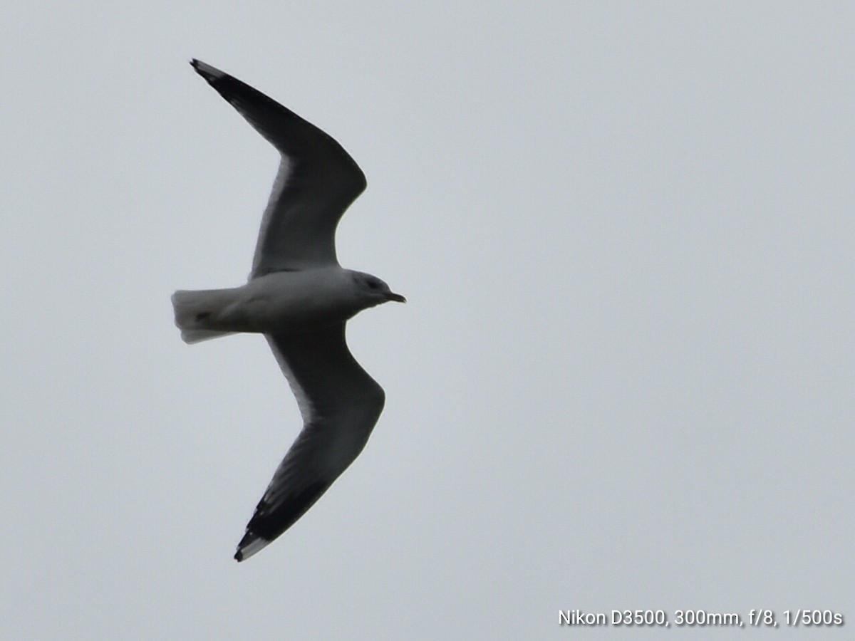 Common Gull - Laurenske Sierkstra