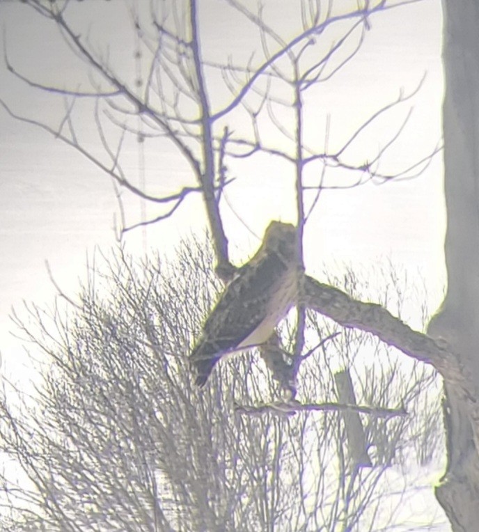 Red-shouldered x Red-tailed Hawk (hybrid) - Kelly Watts