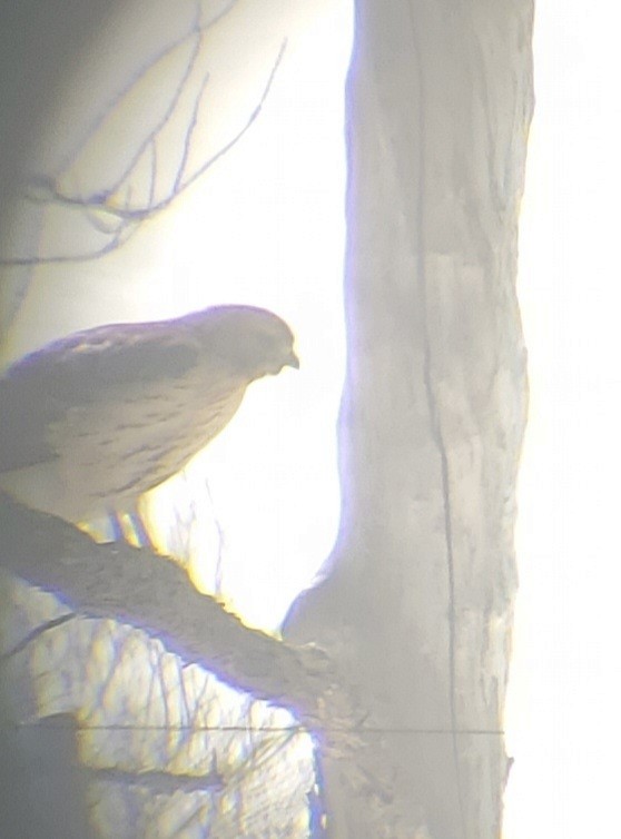 Red-shouldered x Red-tailed Hawk (hybrid) - ML550215831