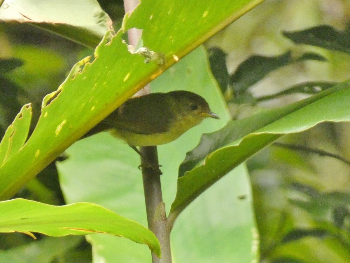 Javan Fulvetta - ML550216321