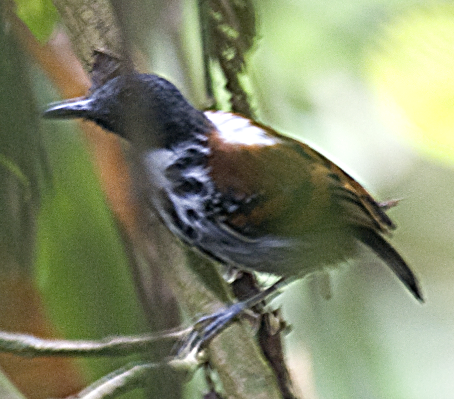 Spotted Antbird - ML550217071