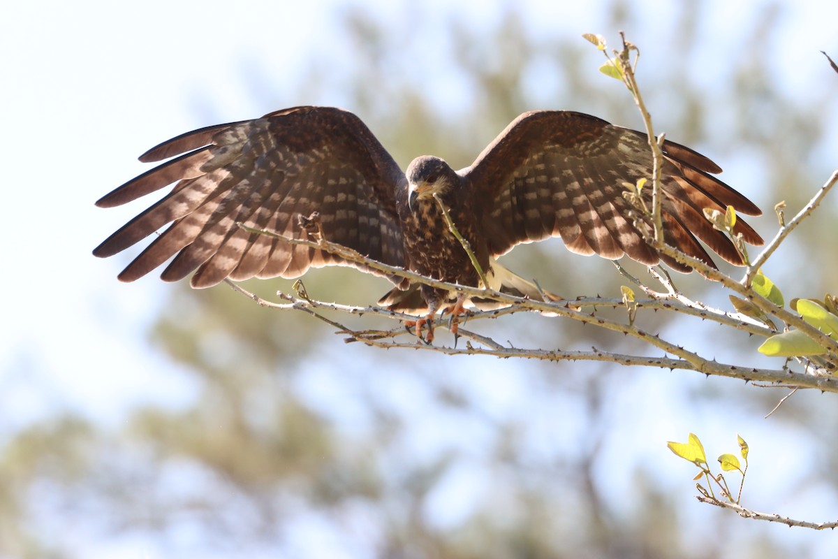 Schneckenbussard - ML550217131