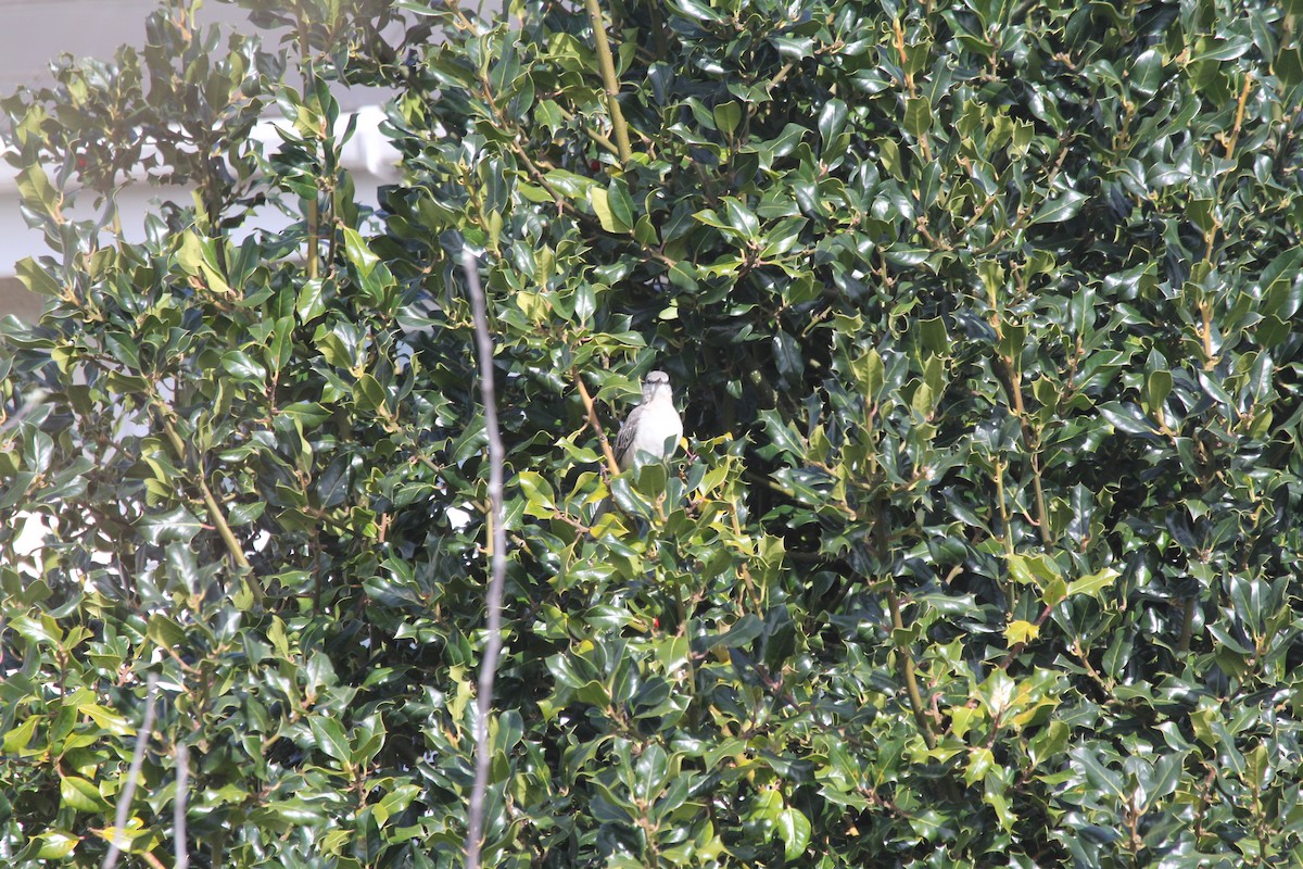 Northern Mockingbird - ML550217341