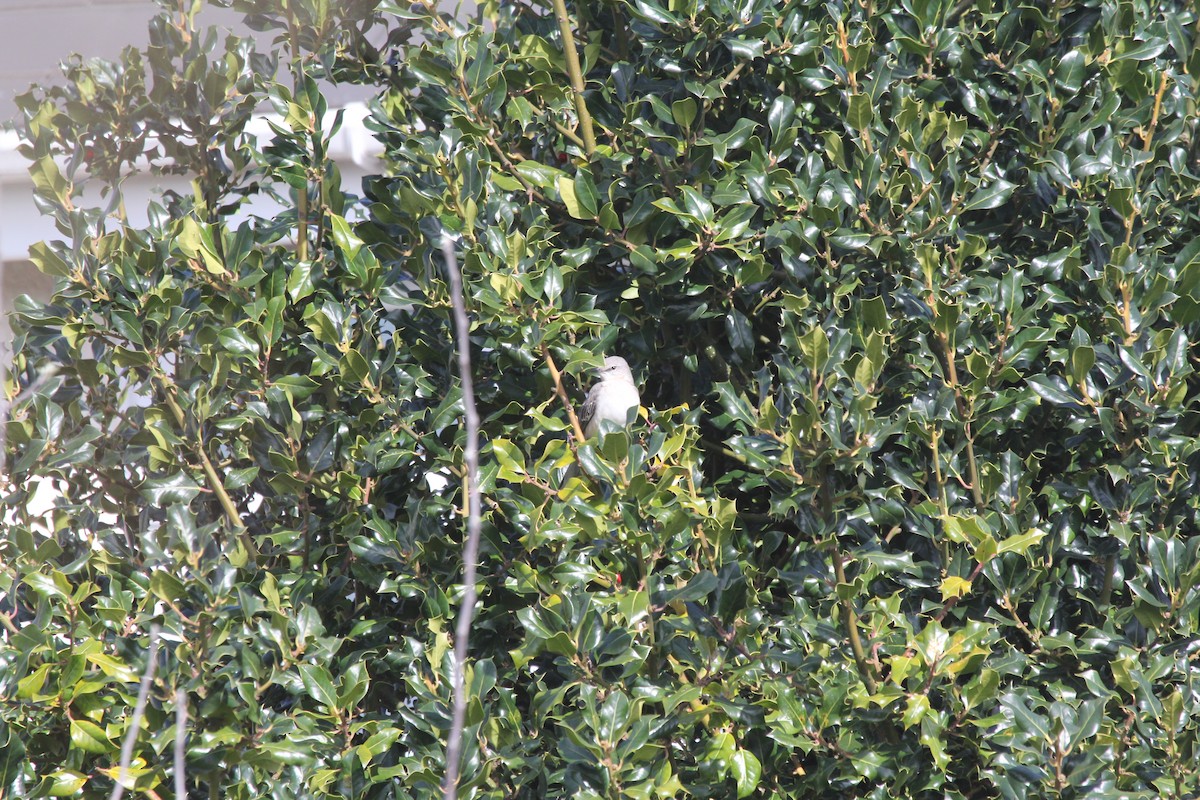 Northern Mockingbird - ML550217351