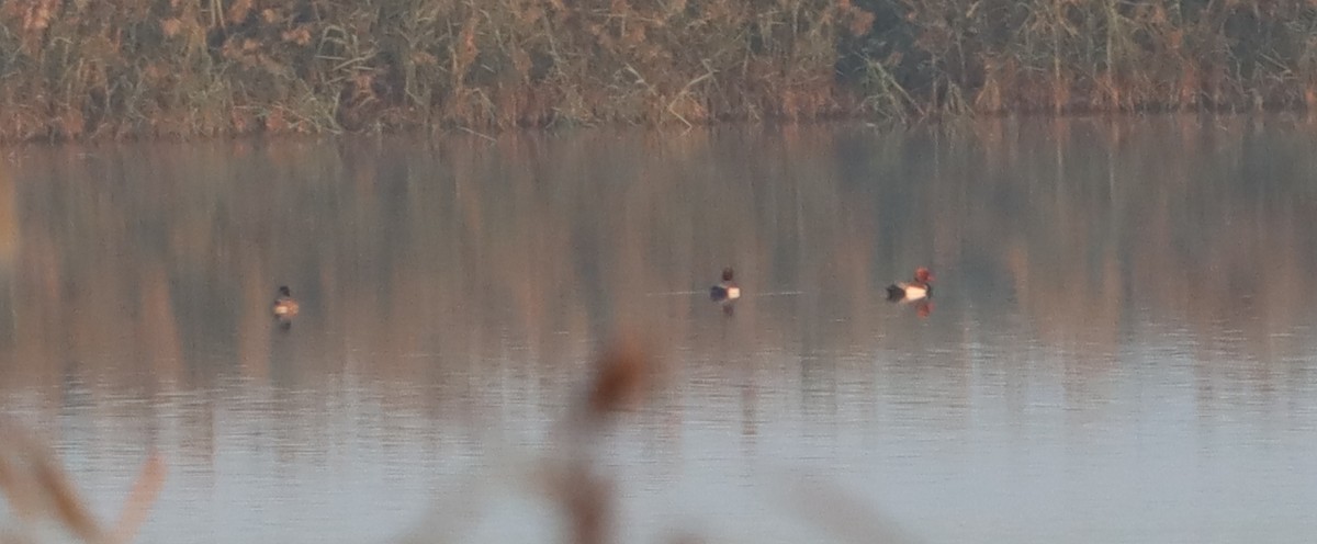 Red-crested Pochard - ML550217981