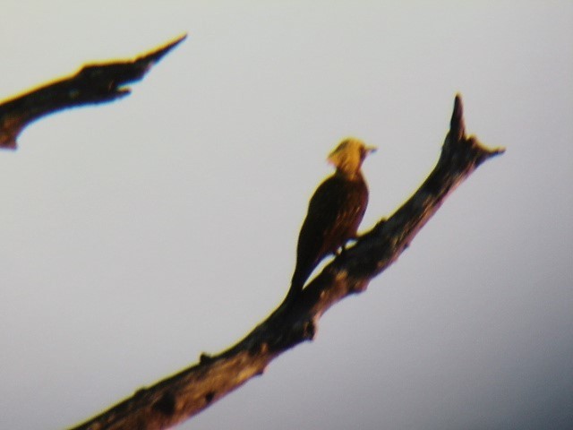 Pale-crested Woodpecker - Bob Hargis