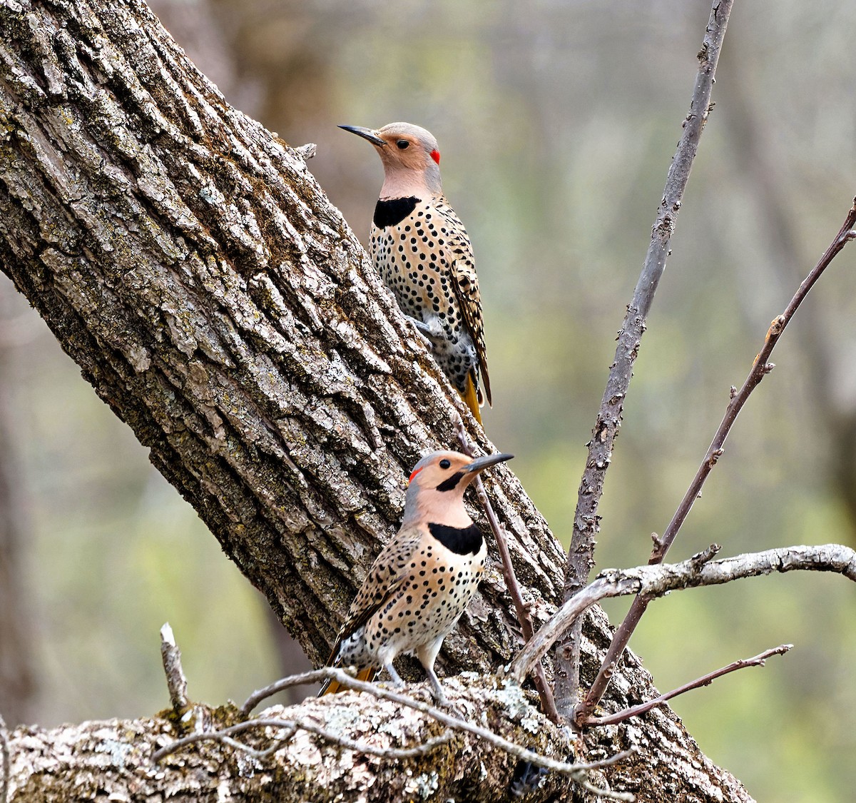 Northern Flicker - Craig Becker