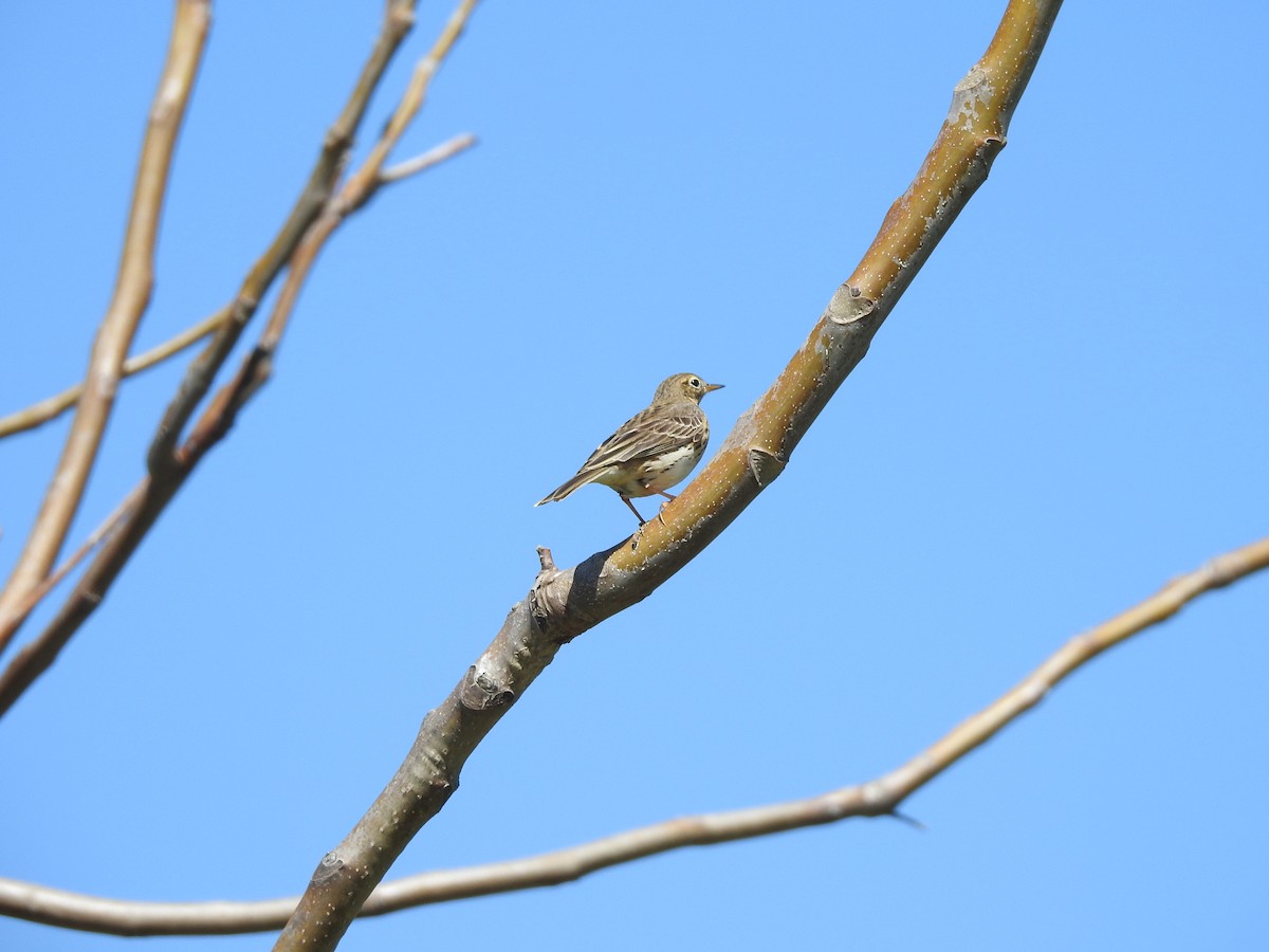 Meadow Pipit - ML550220301