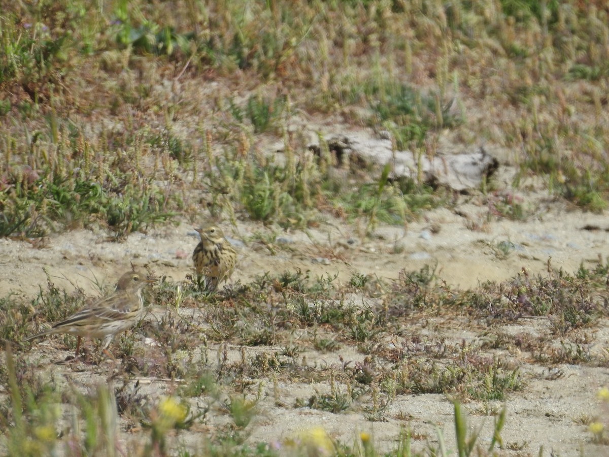 Meadow Pipit - ML550220311