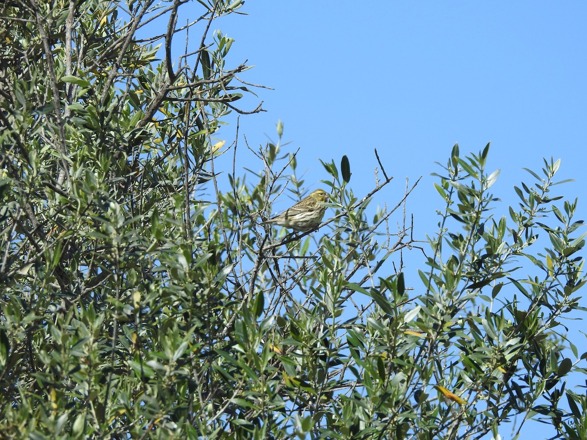 European Serin - ML550220391