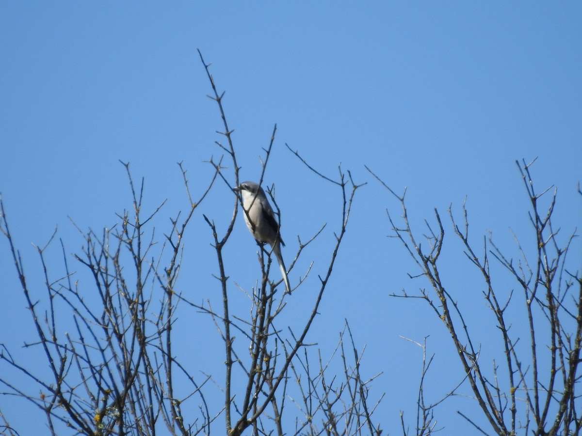 Iberian Gray Shrike - ML550220511