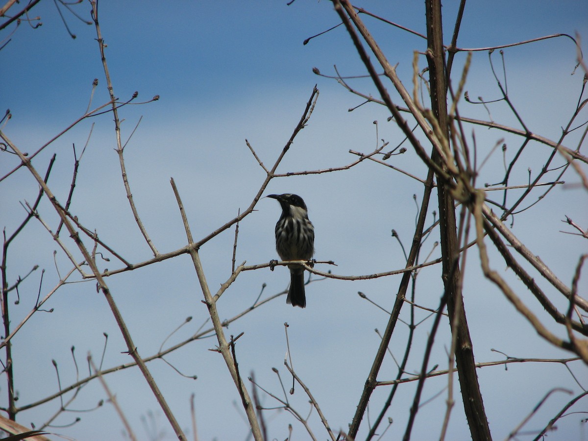 White-cheeked Honeyeater - ML55022101