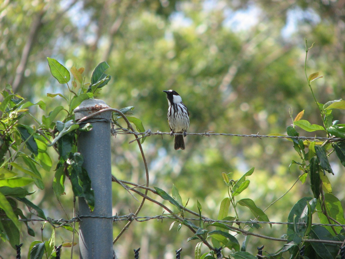 White-cheeked Honeyeater - ML55022111