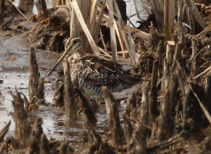 Wilson's Snipe - ML550221141