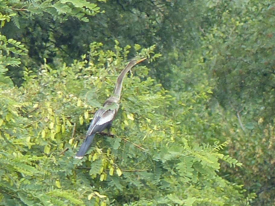 anhinga americká - ML550221181