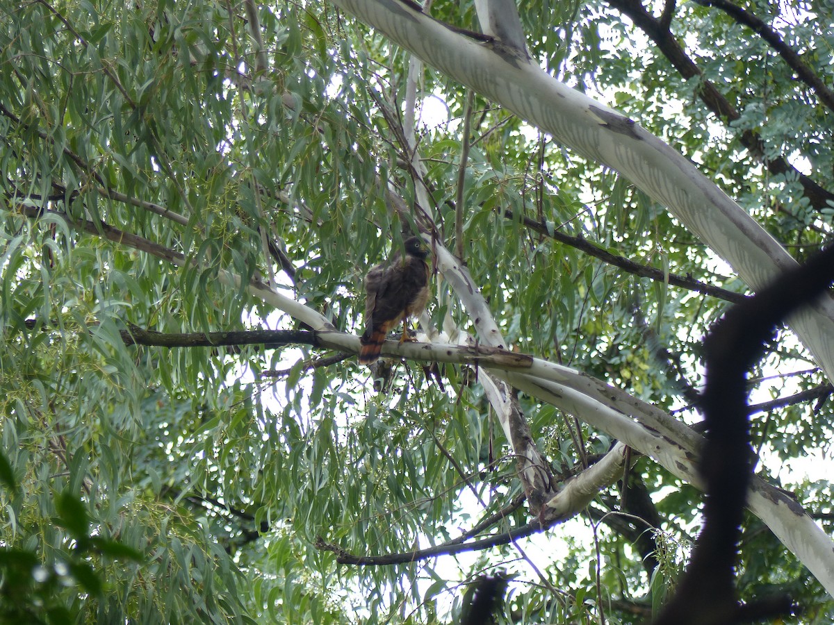 Roadside Hawk - ML550221221