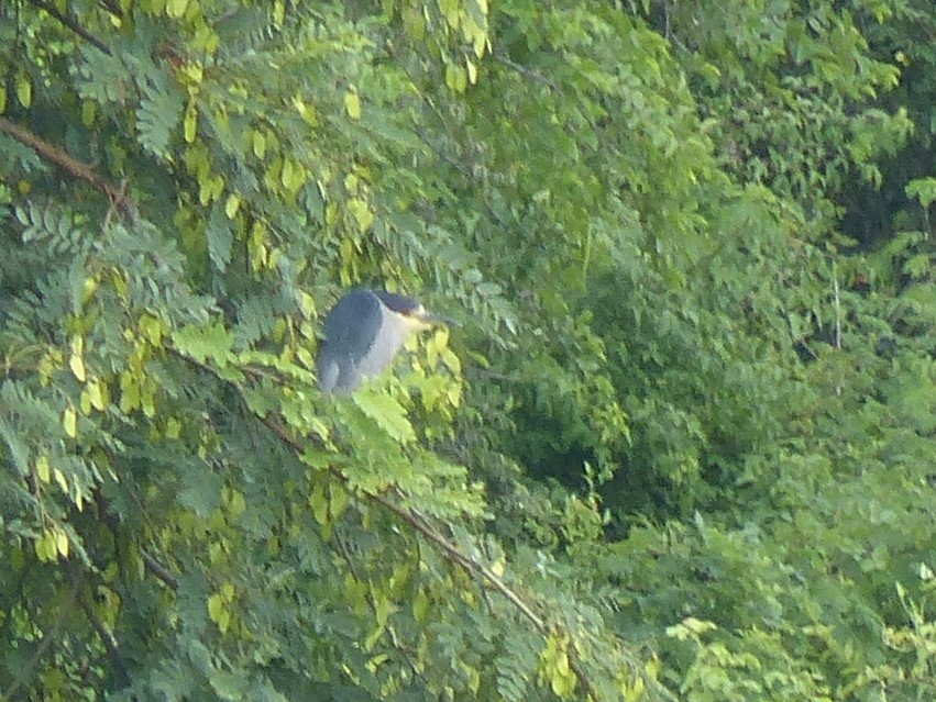 kvakoš noční - ML550221251