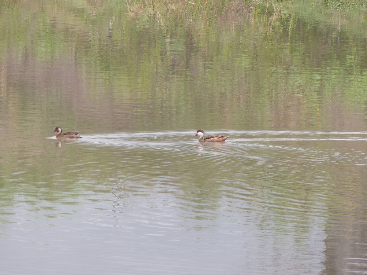 ostralka bělolící - ML550221421