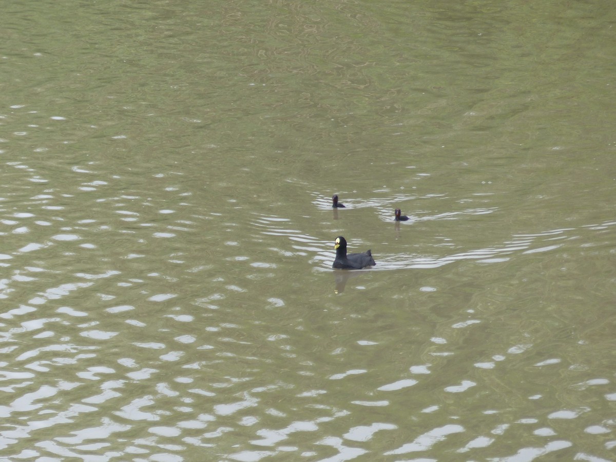 lyska žlutočelá - ML550221491