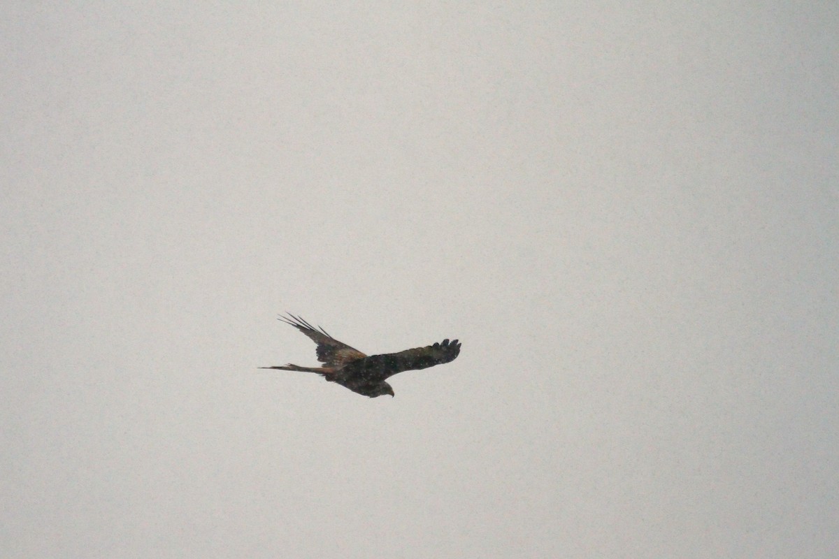 Red Kite - ML550222301