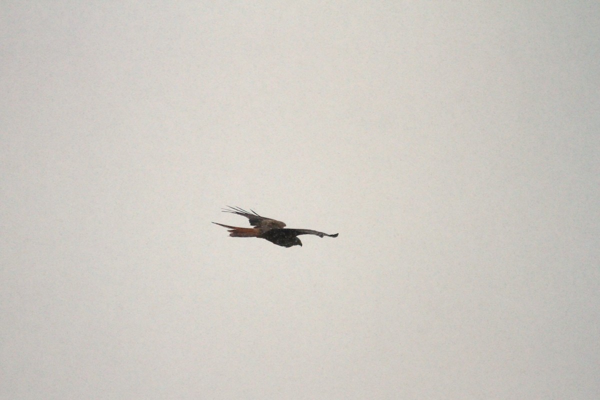 Red Kite - ML550222321