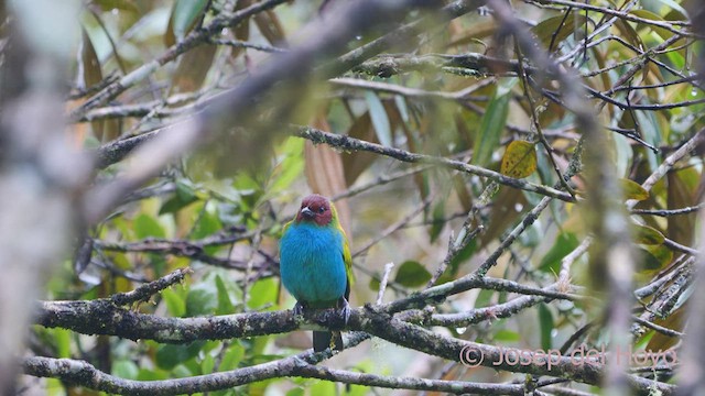 Bay-headed Tanager - ML550222671