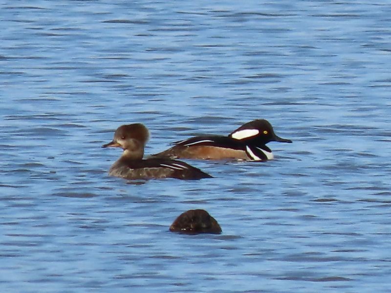 Hooded Merganser - ML550223221