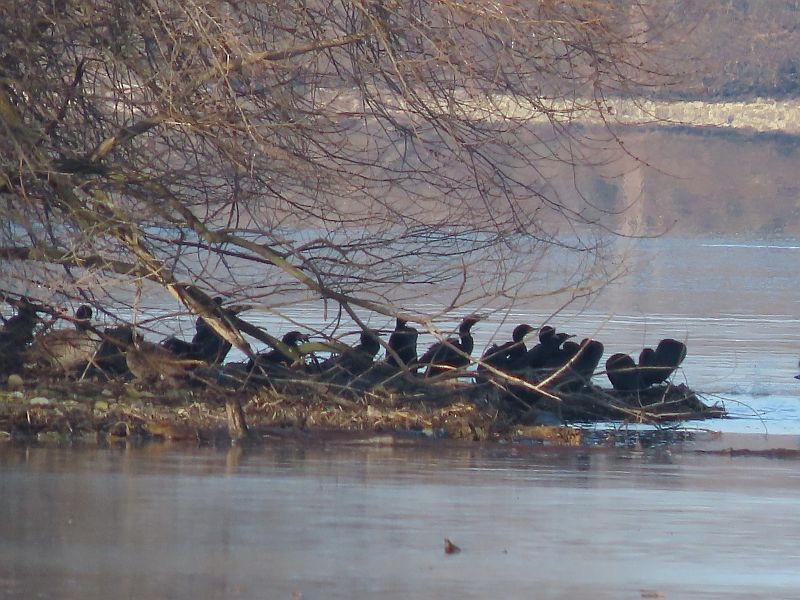 Double-crested Cormorant - ML550223271