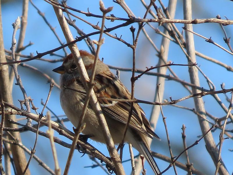 American Tree Sparrow - ML550223491