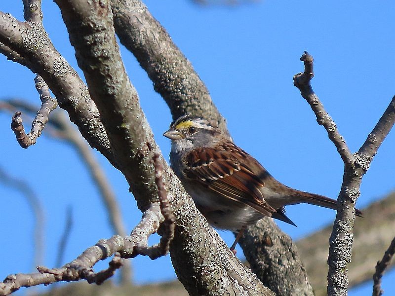 White-throated Sparrow - Tracy The Birder