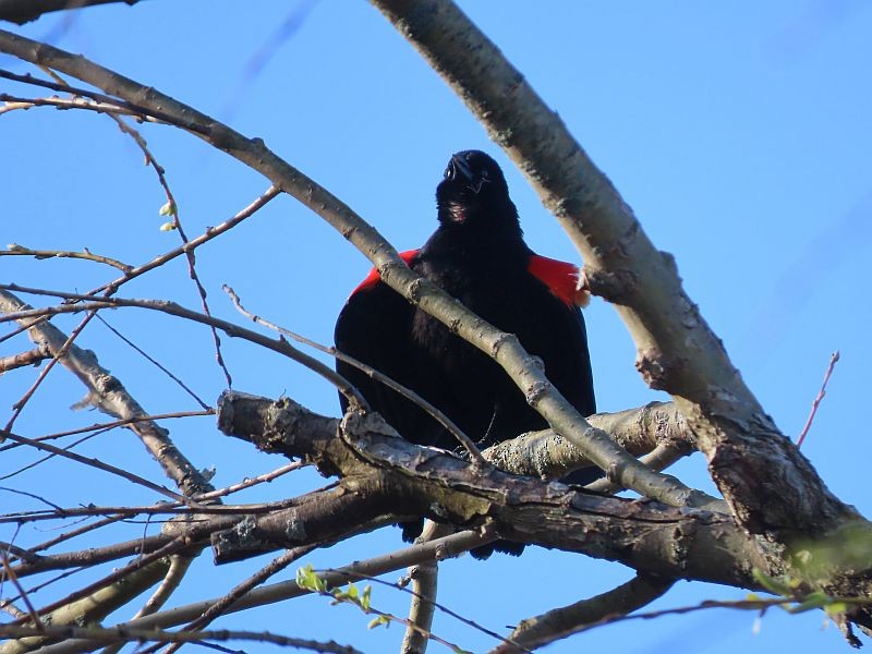 Red-winged Blackbird - ML550223581