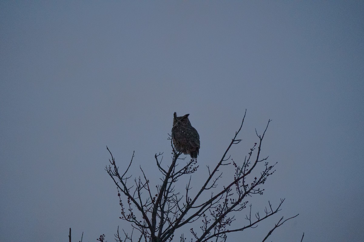 Great Horned Owl - ML550223941