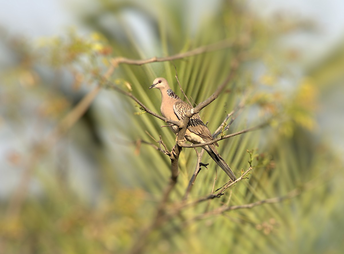 珠頸斑鳩 - ML550224091