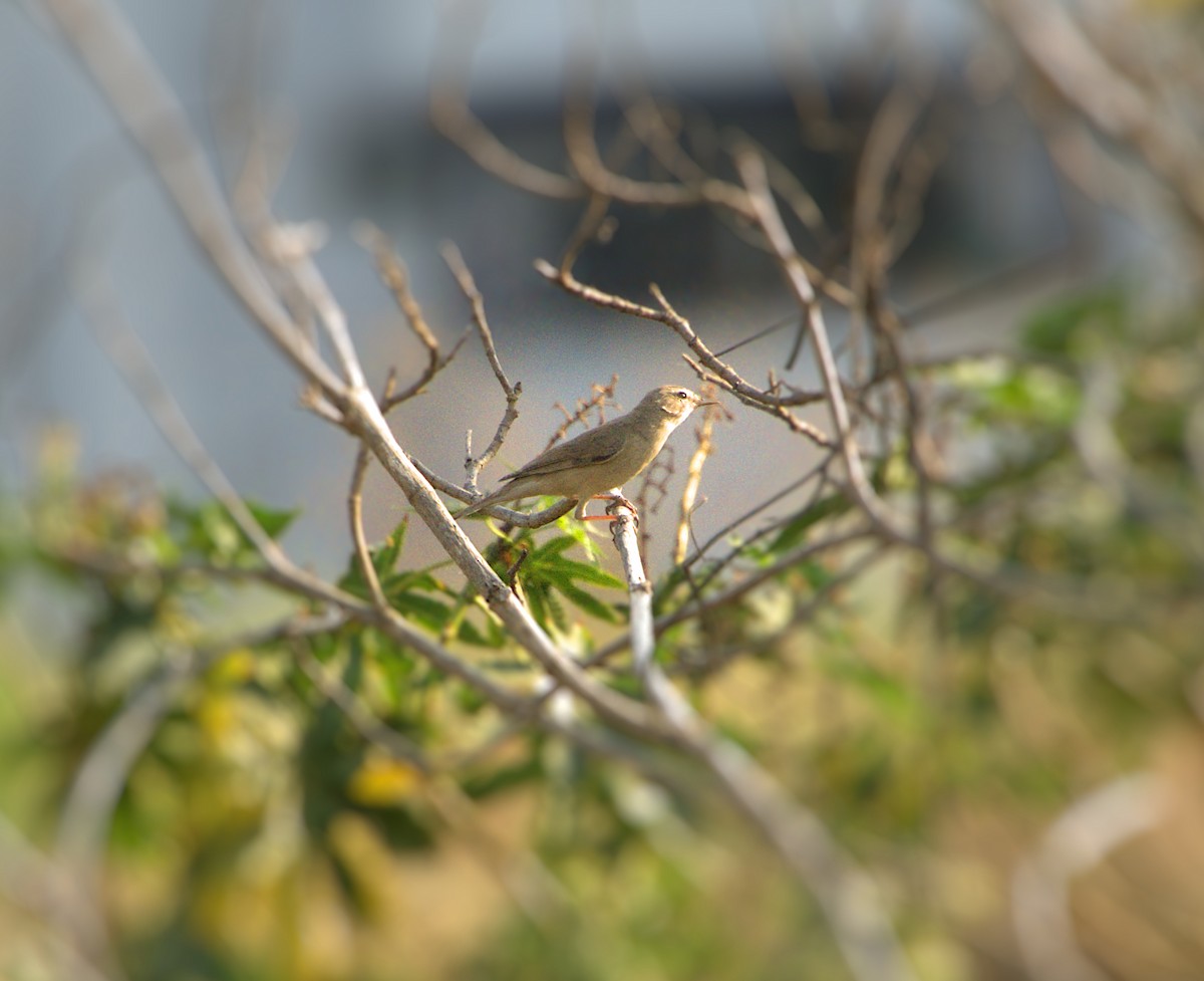 Sykes's Warbler - ML550224311