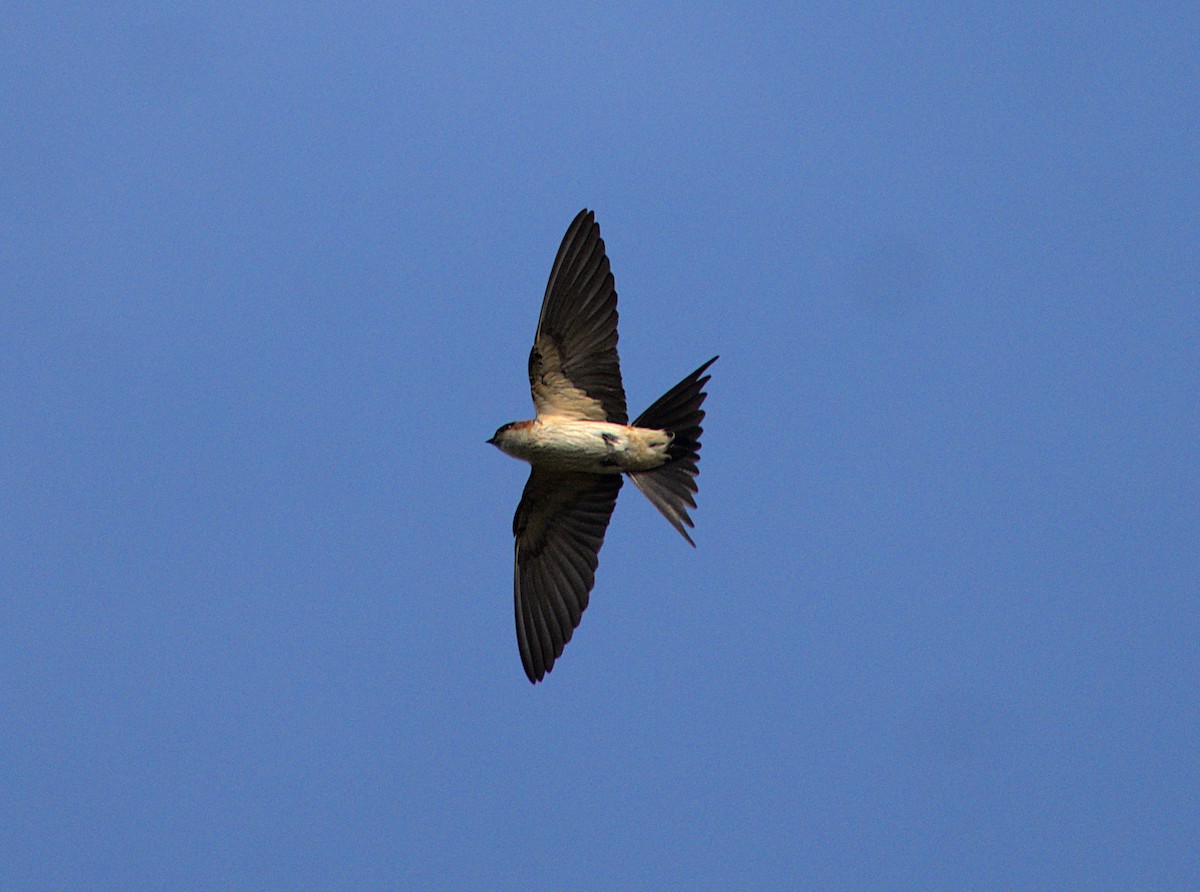 Red-rumped Swallow - ML550224371