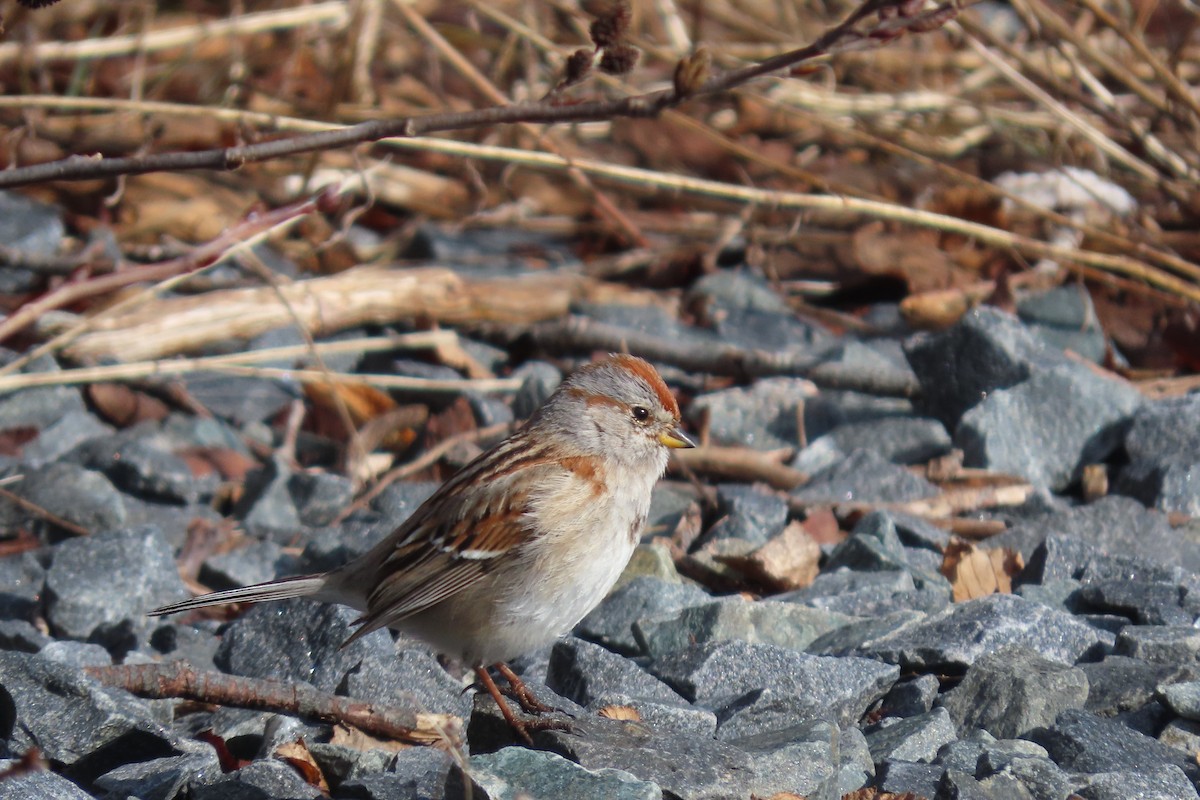 American Tree Sparrow - ML550224511