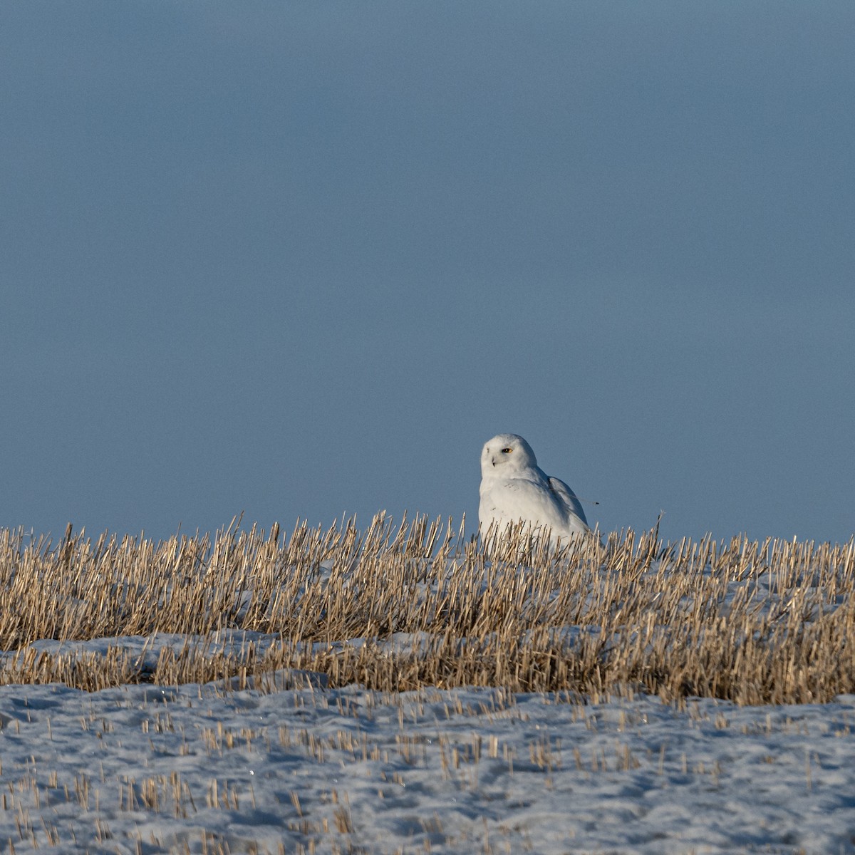 Snowy Owl - ML550224551