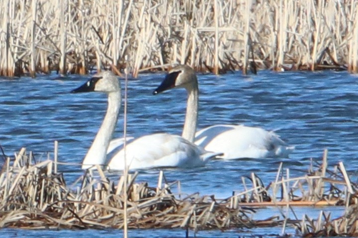 Trumpeter Swan - ML550224571