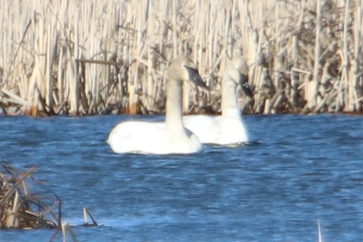 Trumpeter Swan - ML550224711